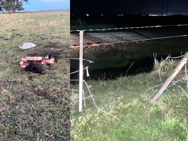 Faenaron un animal de 200 kilos en un campo de la ciudad